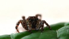 Springspinne (6).jpg